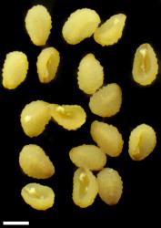 Veronica persica. Seeds. Scale = 1 mm.
 Image: P.J. Garnock-Jones © P.J. Garnock-Jones CC-BY-NC 3.0 NZ